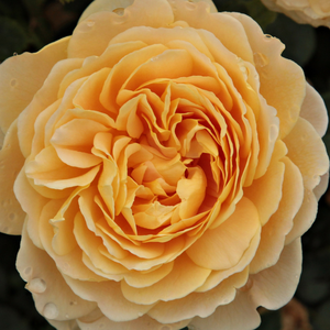 Narudžba ruža - engleska ruža - žuta - Rosa  Ausgold - intenzivan miris ruže - David Austin - Slatkog mirisa, jaka boja, medeno žuta boja zaslijepljujuća engleska ruža.